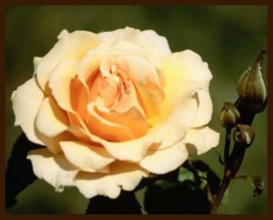  He Has Made Everything Beautiful In Its Time . . .  